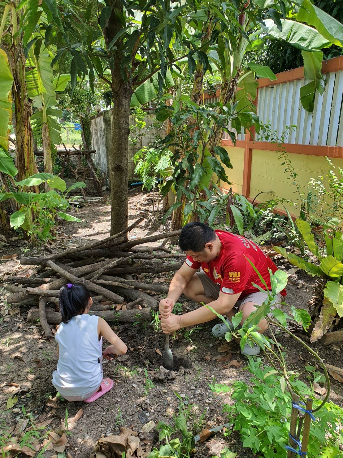 ต้นเเค ,  ต้นตะลิงปิง.jpg