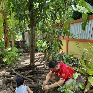 ต้นเเค ,  ต้นตะลิงปิง.jpg