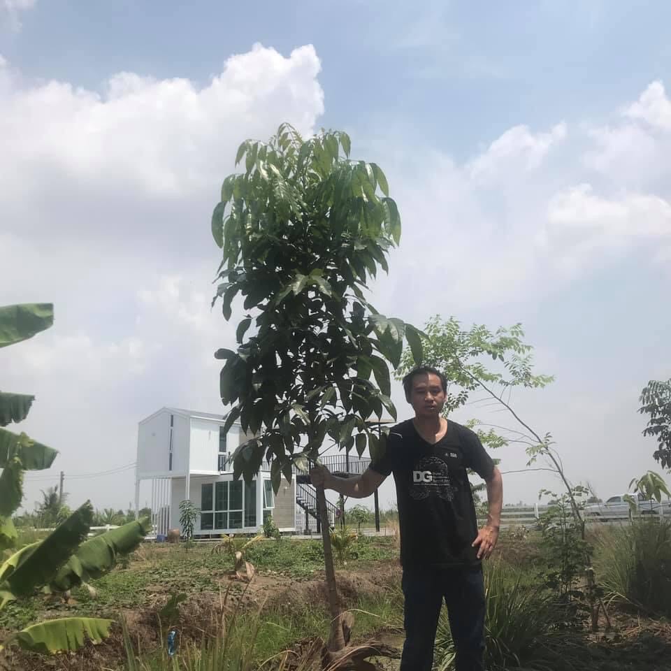 มะฮอกานี .ยางนา .พะยูง.jpg