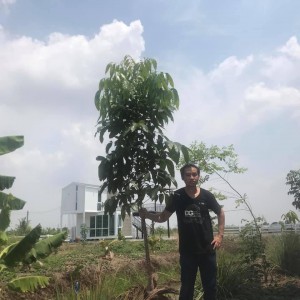 มะฮอกานี .ยางนา .พะยูง.jpg